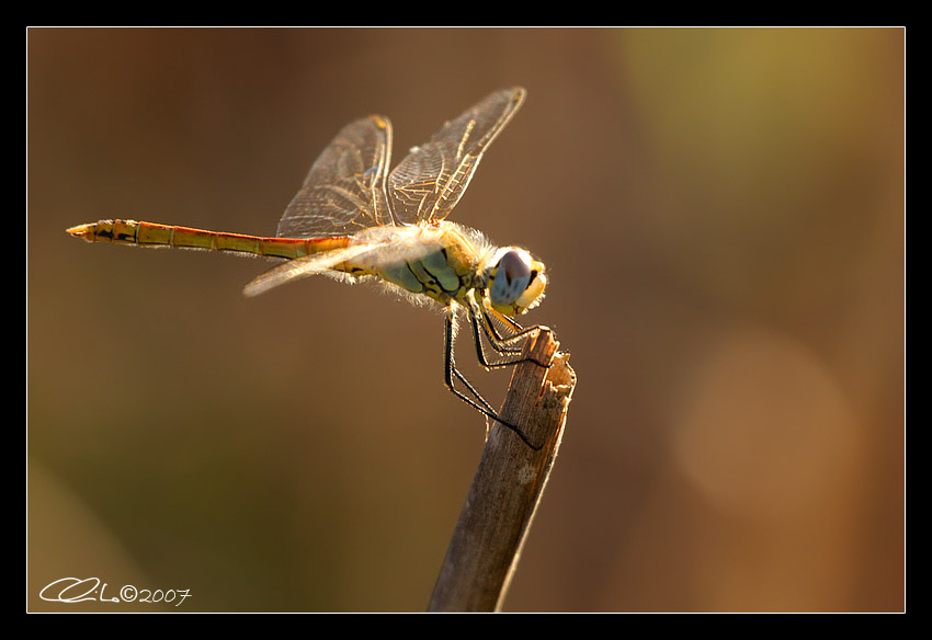 Sympetrum fonscolombii - Maschio